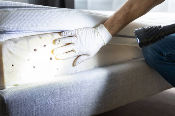 Best Emergency Pest Control  in Evart, MI