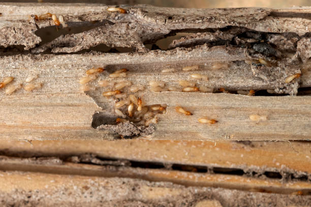 Best Flea Control Services  in Evart, MI